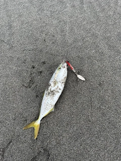 ワカシの釣果