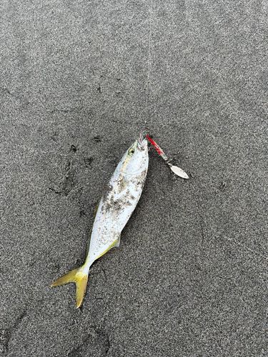 ワカシの釣果