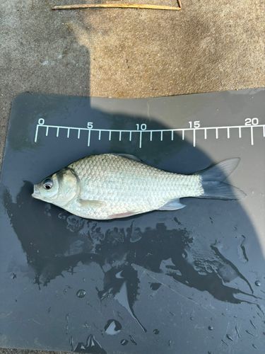 ヘラブナの釣果