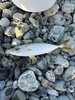 ワカシの釣果