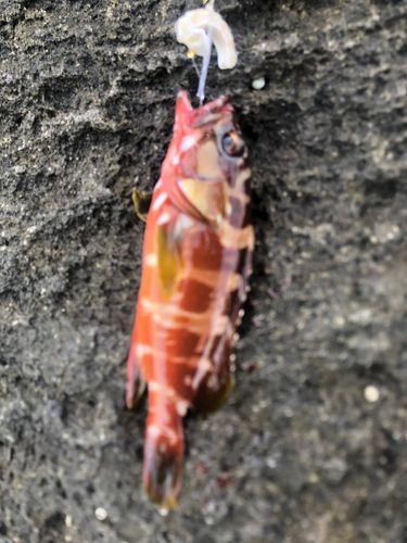 アカハタの釣果