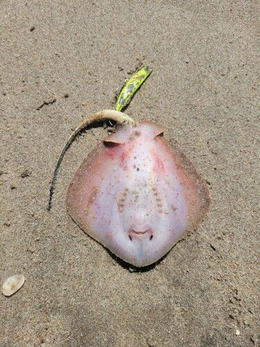 エイの釣果