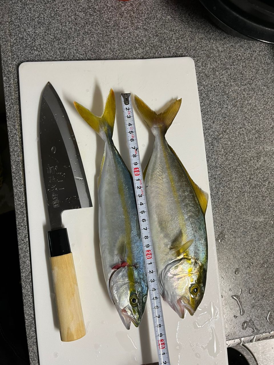 ショゴ