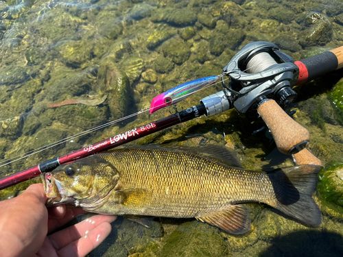 スモールマウスバス