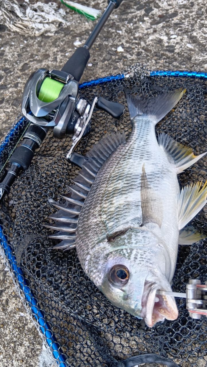 SHIMANO - 値下げ‼️16アルデバラン BFS XG LEFT ➕アベイル スプール付き Amazon | シマノ(SHIMANO) リール アルデバラン BFS XG LEFT (左