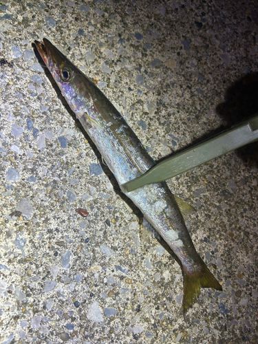 カマスの釣果