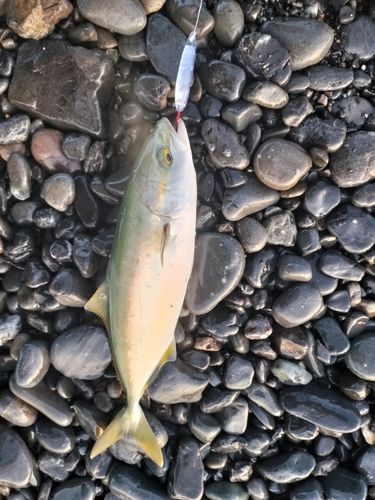 ワカシの釣果