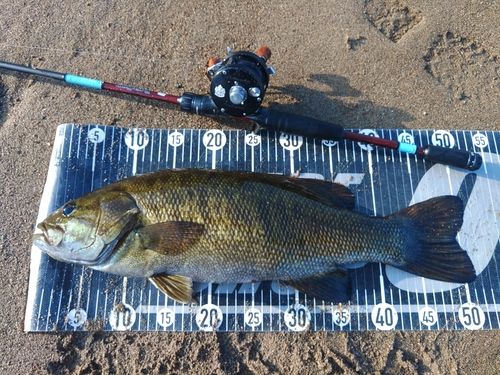 スモールマウスバスの釣果
