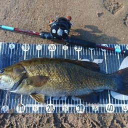 スモールマウスバス