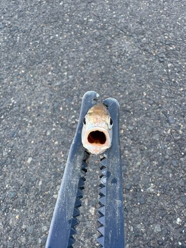 イシモチの釣果