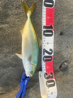 ワカシの釣果