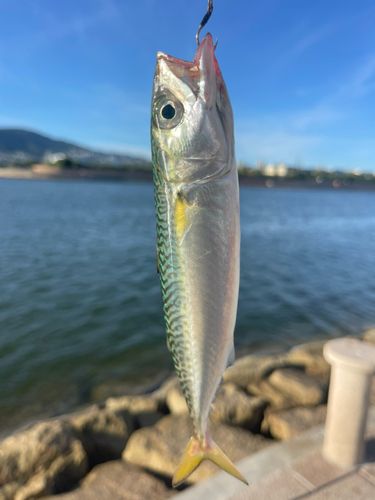 サバの釣果