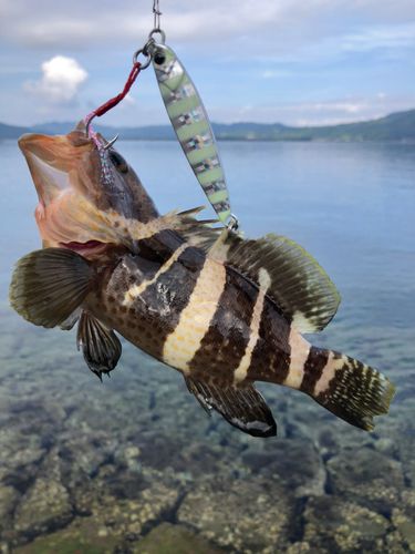 アオハタの釣果