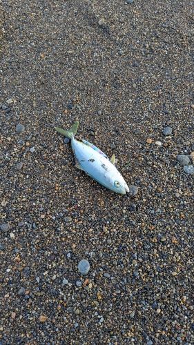 ワカシの釣果