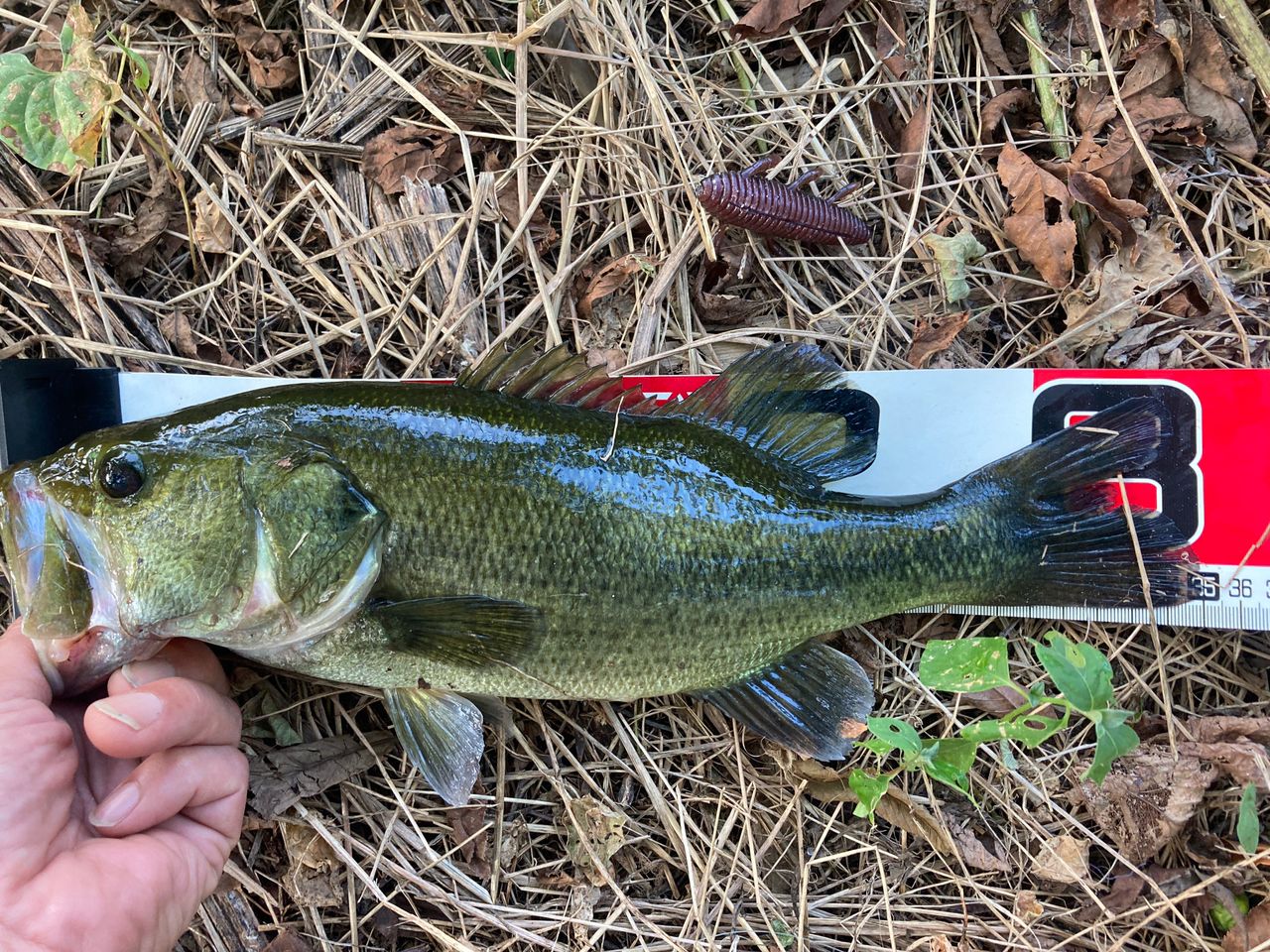 ラージマウスバス