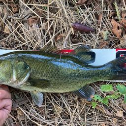 ラージマウスバス