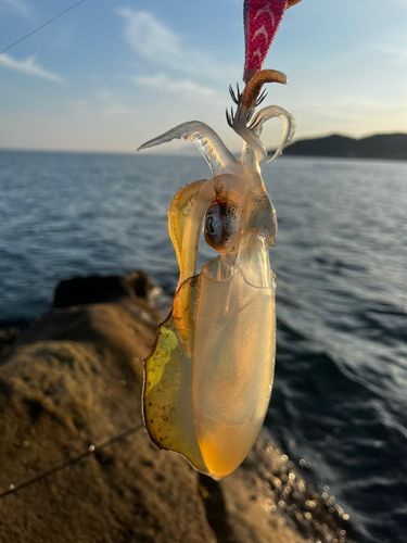 アオリイカの釣果