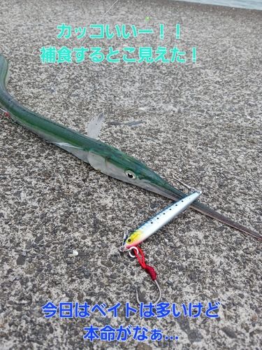 ダツの釣果