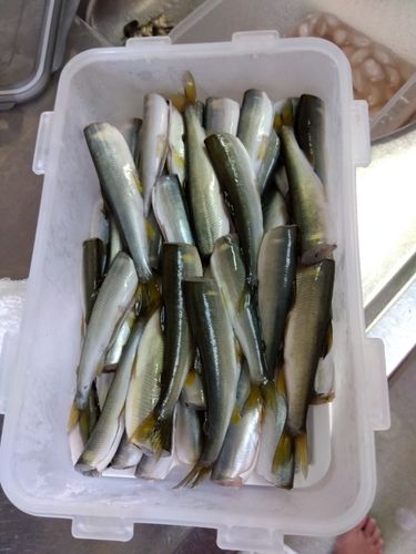 コアユの釣果