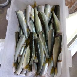 コアユ