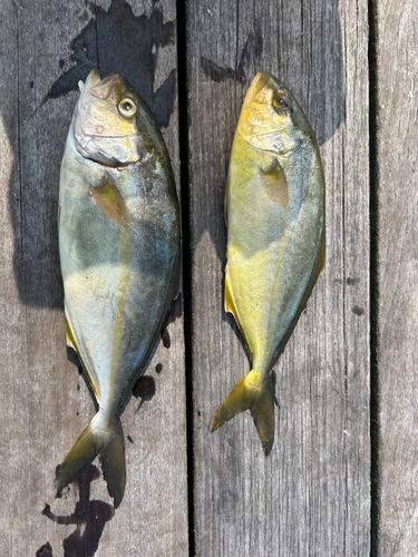 ショゴの釣果