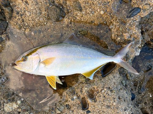 ネリゴの釣果