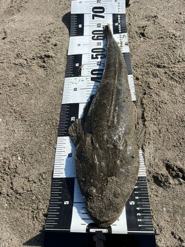 マゴチの釣果