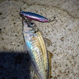 アジ