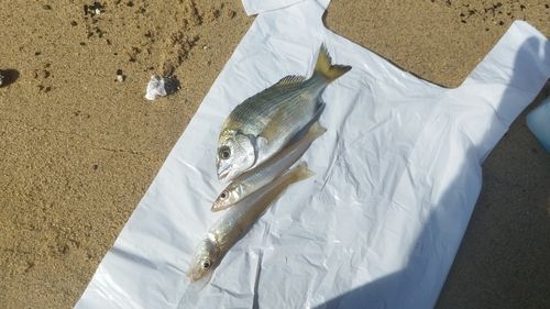 キスの釣果