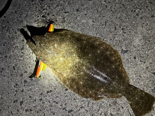 ヒラメの釣果