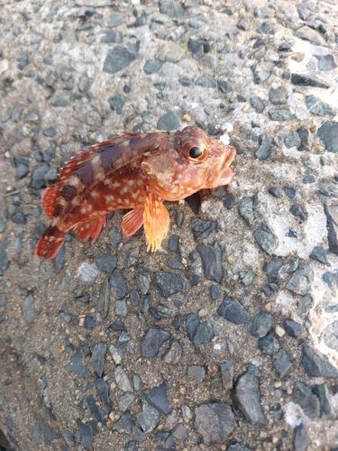 カサゴの釣果