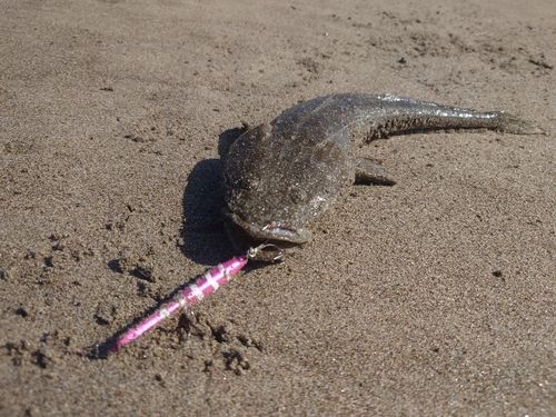 マゴチの釣果