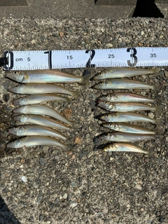 シロギスの釣果