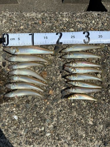 シロギスの釣果