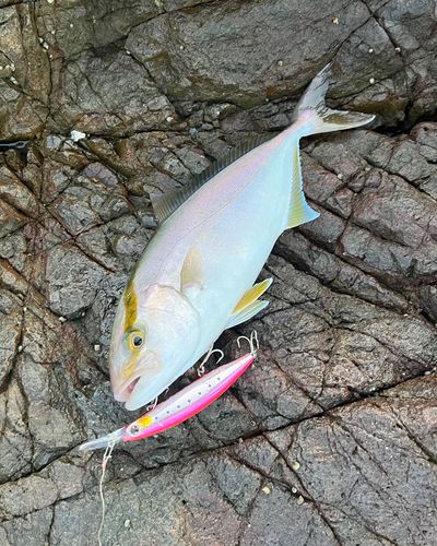 シオの釣果
