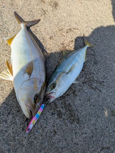 ショゴの釣果