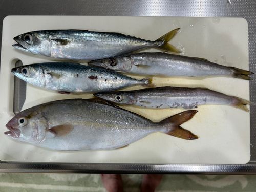 ショゴの釣果