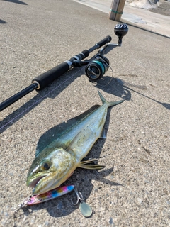 シイラの釣果