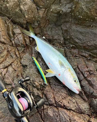 ツバスの釣果