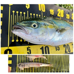 ワカシの釣果
