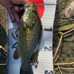 スモールマウスバス