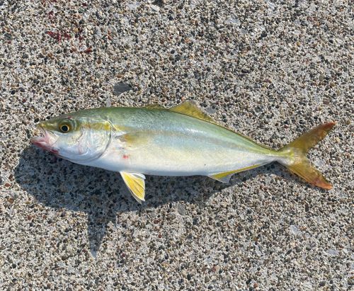 ワカシの釣果