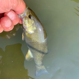 スモールマウスバス