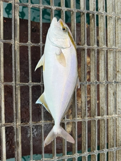 シオの釣果