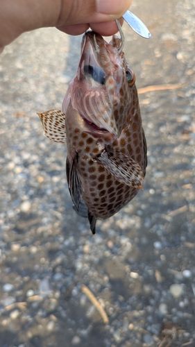 オオモンハタの釣果