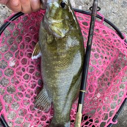 スモールマウスバス