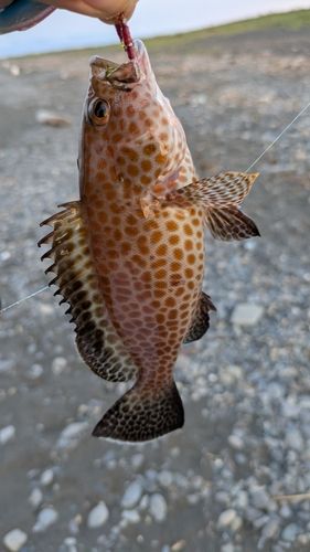 オオモンハタの釣果