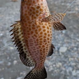 オオモンハタ