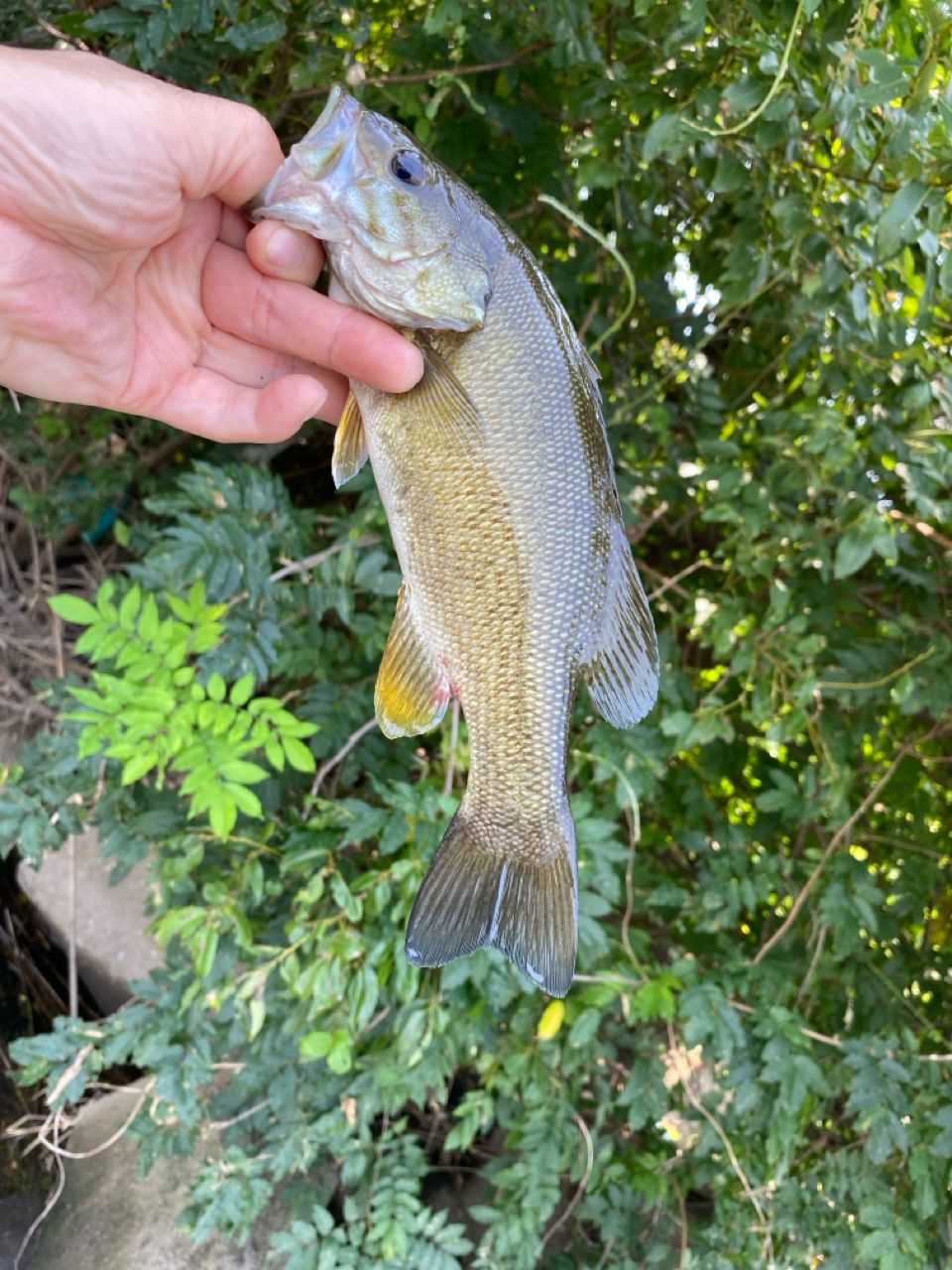 スモールマウスバス