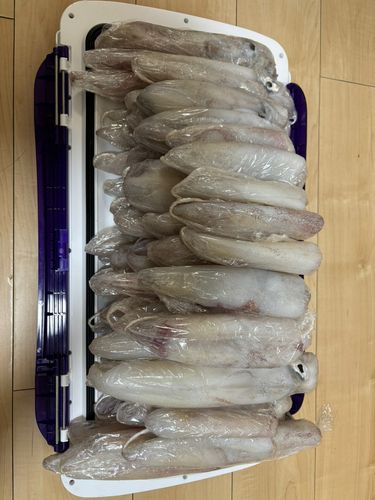 シロイカの釣果